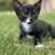 Rehoming 8 week old kittens 1 thumbnail