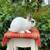 Young Netherland dwarf rabbits 3 thumbnail