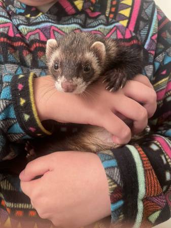 FOUND FERRET (Greenwood)63942500140290121