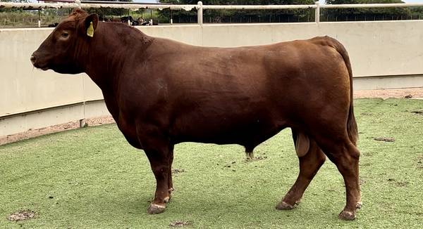 Red Angus Bull Sale or Lease 1
