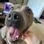 Foster/Adoption Needed — Well-Trained Lab/Pitbull Mixed in Bay Area 8 thumbnail