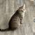 Cats to good home! 1 thumbnail