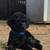 Toy/Miniature Poodle Puppies 8 thumbnail