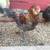 Cold hardy hens Chicks chickens pullets all female almost laying eggs 8 thumbnail