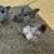 Plymouth  rock hens 3 thumbnail