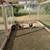 SOLD Variety Chickens 3 thumbnail