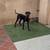 Rehoming Great Dane Puppy 1 thumbnail