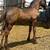 Friesian Filly 1 thumbnail
