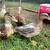 Call Ducklings mini ducks duck 4 thumbnail