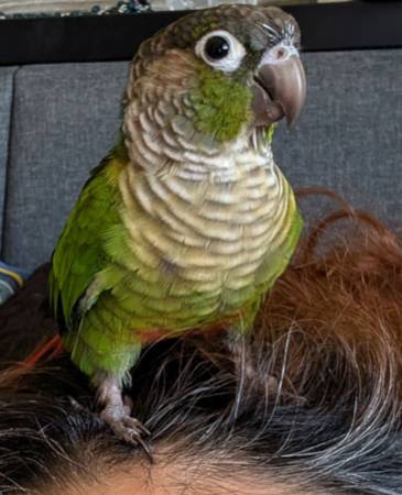 Green cheek conure bird parrot lost (San Jose)64664711941761122