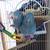2 Baby PARROLETS 1 thumbnail