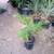Teddy Bear palms //// DYPSIS leptocheilos --- 5/7/15 gallon 6 thumbnail
