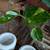 Many cheap plants 9 thumbnail