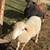 *pending* Mixed Hair Sheep for sale Dorper/ Katahdin 2 thumbnail