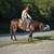 Horse 5 thumbnail