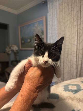 Gatitos lindos buscando buenos hogares. (fairfield / vacaville)63935759233155121