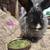 French angora rabbits 7 thumbnail
