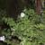 Plants & Trees 9 thumbnail