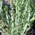 1 gallon Succulent - Senecio anteuphorbium (Swizzle Sticks) 5 for $20 2 thumbnail