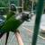 green cheeck conure 5 thumbnail