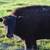 Bison Calves available 3 thumbnail