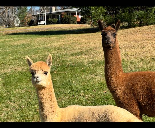 Missing alpacas 1