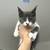 Maine Coon x Scottish Mixed kittens 1 thumbnail