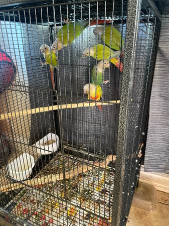 Loros  parrots 1