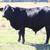 Brangus Cross Bull 13 Months Old 1 thumbnail