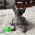 Sphynx Bambino Kitten. 5 thumbnail