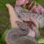 Rainbow Boa 5 thumbnail