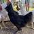 Leghorn,americauna/egger,production red 🐓 7 thumbnail