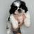 Shih Tzu Pups 3 thumbnail