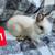 Rabbits 4 thumbnail