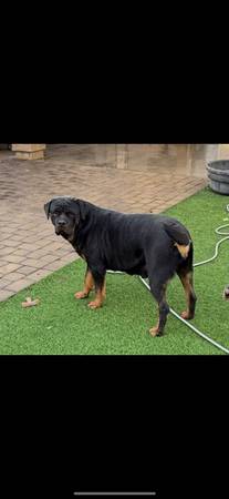 Rottweiler puppy’s (Litchfield Park)63975637653123121