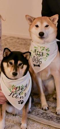 Shiba, Inu rehoming 1