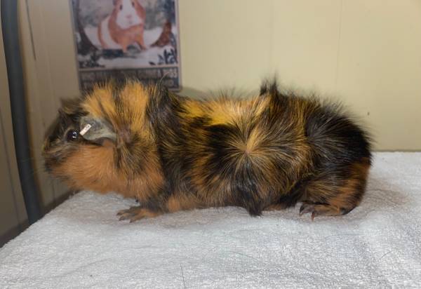 Abyssinian Guinea pigs64009055561473121