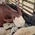 Farm raised beef 1 thumbnail