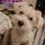 Miniature schnauzers 2 thumbnail