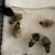 Button Quail (Chinese Painted Quails) Hatching Eggs – Unique Colors 4 thumbnail