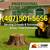 🌳 STUMP REMOVAL & GRINDING – FREE ESTIMATES – ORLANDO 📍 4 thumbnail