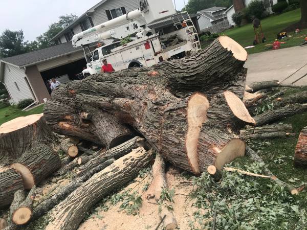 Tree Service..... G's Lawn and Tree Service 1