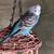 BABY PARAKEETS  READY NOW!  $25 3 thumbnail