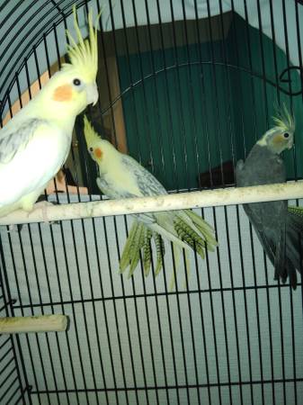 Cacatúas (Sandía)63622370855043122