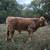 Mini highlander x Lowline Bull calf 2 thumbnail