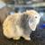 Holland lop baby bunnies 1 thumbnail