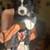 Standard poodle/ husky mix 1 thumbnail