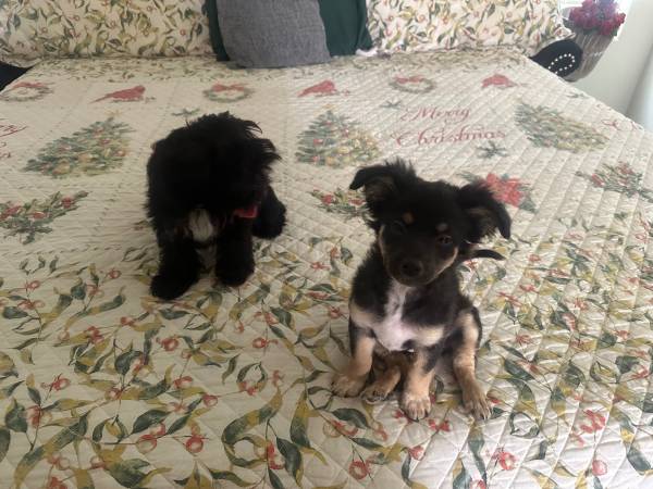 Free rehoming (Centennial)63860184426625122