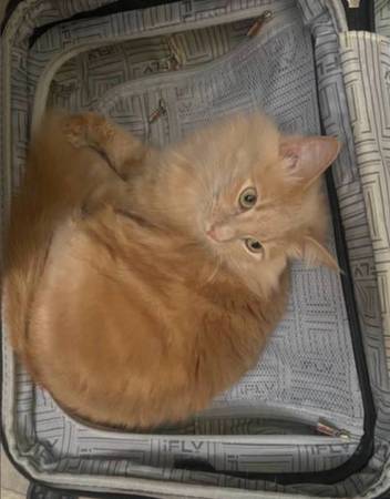 Rehoming a small indoor cat (San Jose)64031023517057123