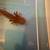 Axolotl 2 thumbnail